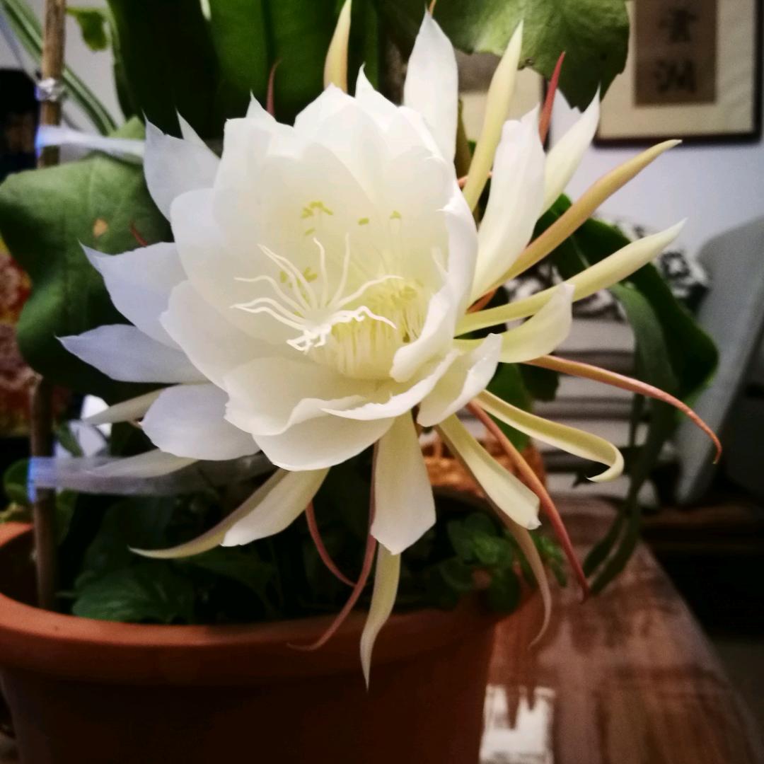 香子