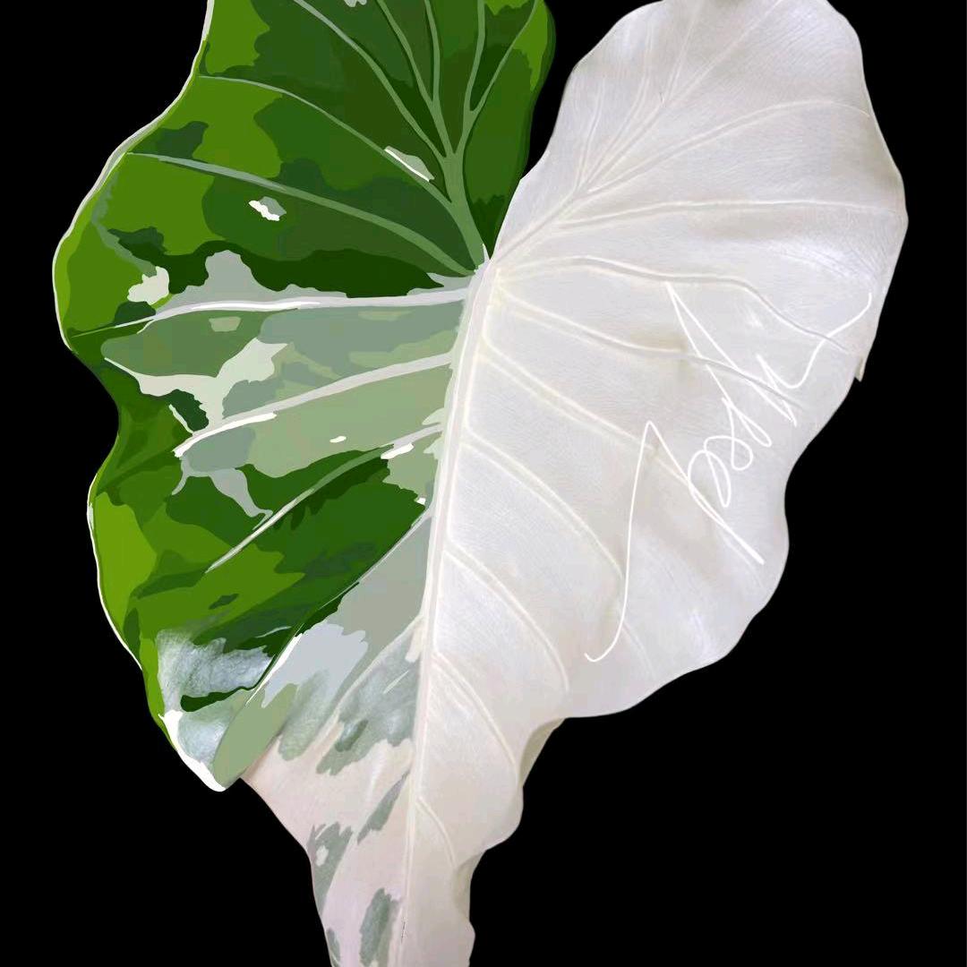 向阳生