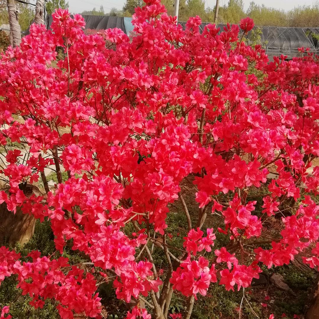 王现有（华盟农牧）