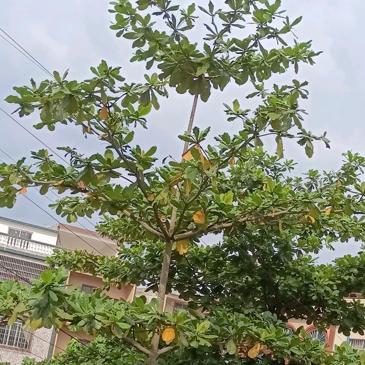 邓
