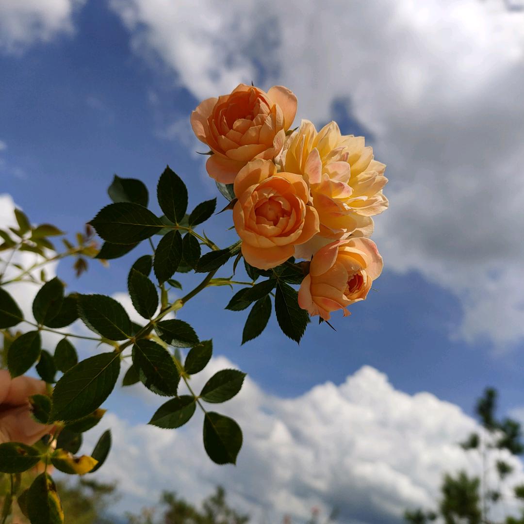 冰糖葫芦