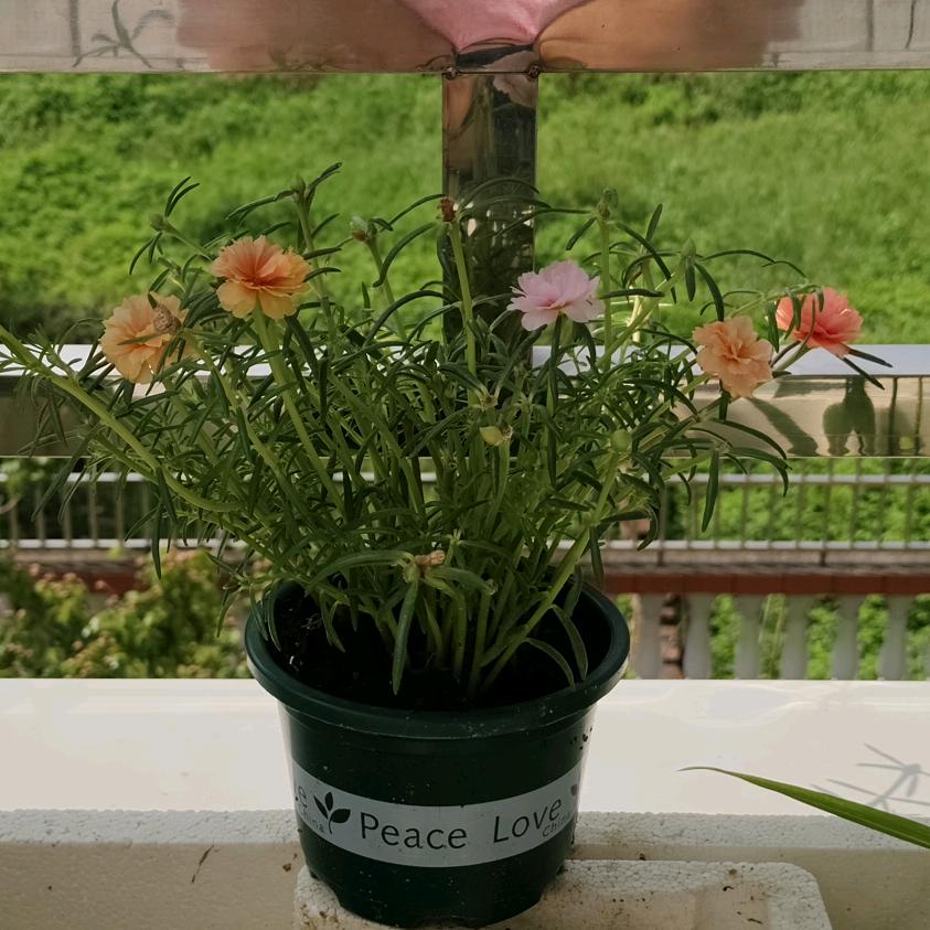 客家月嫂—阿苑姐姐