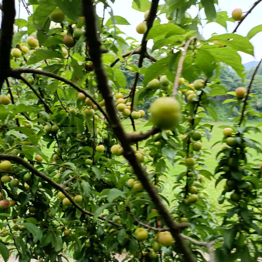 独闯江湖