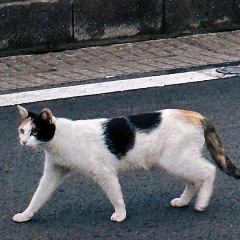 叶紫儿