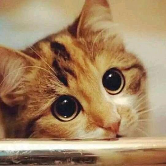 喵予默🐱头像