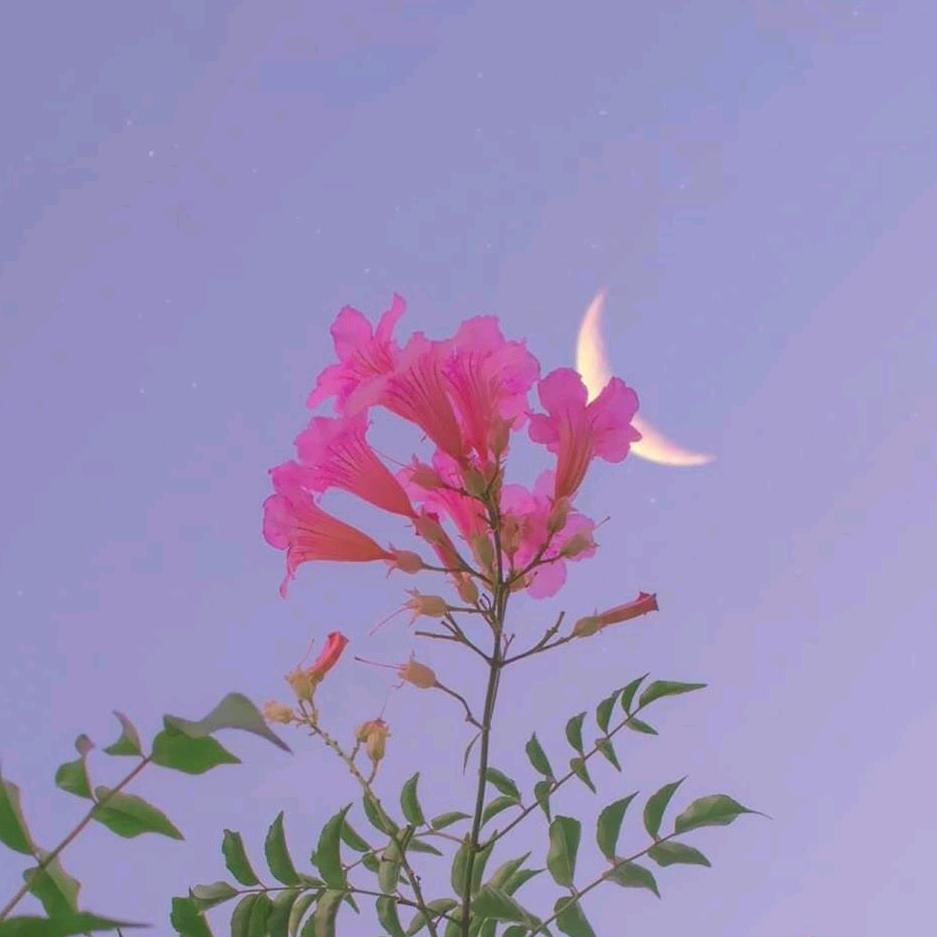 花仙子（天屿湖水岸人家）