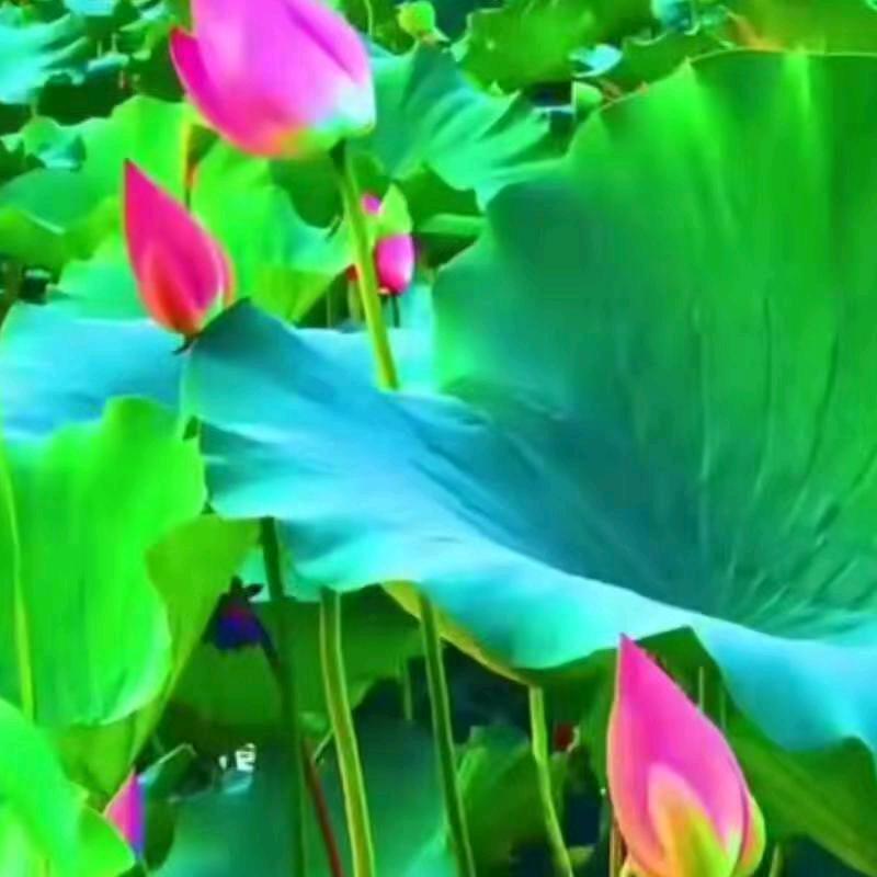 开🌹心❤️