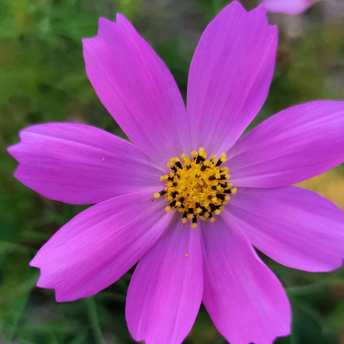紫紫花