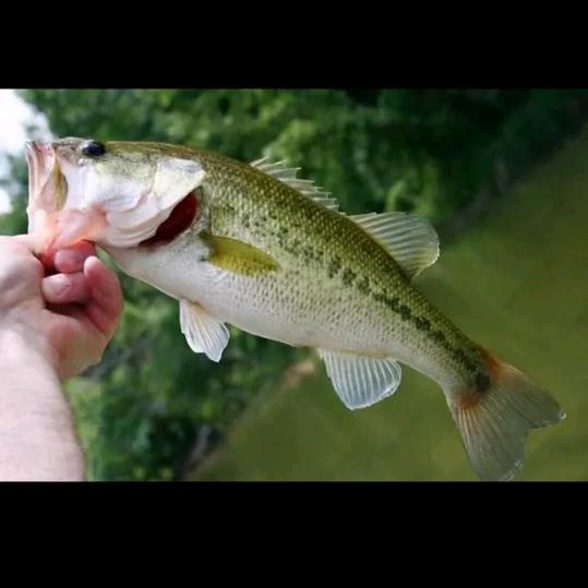 小郑鲈鱼基地🐟水产