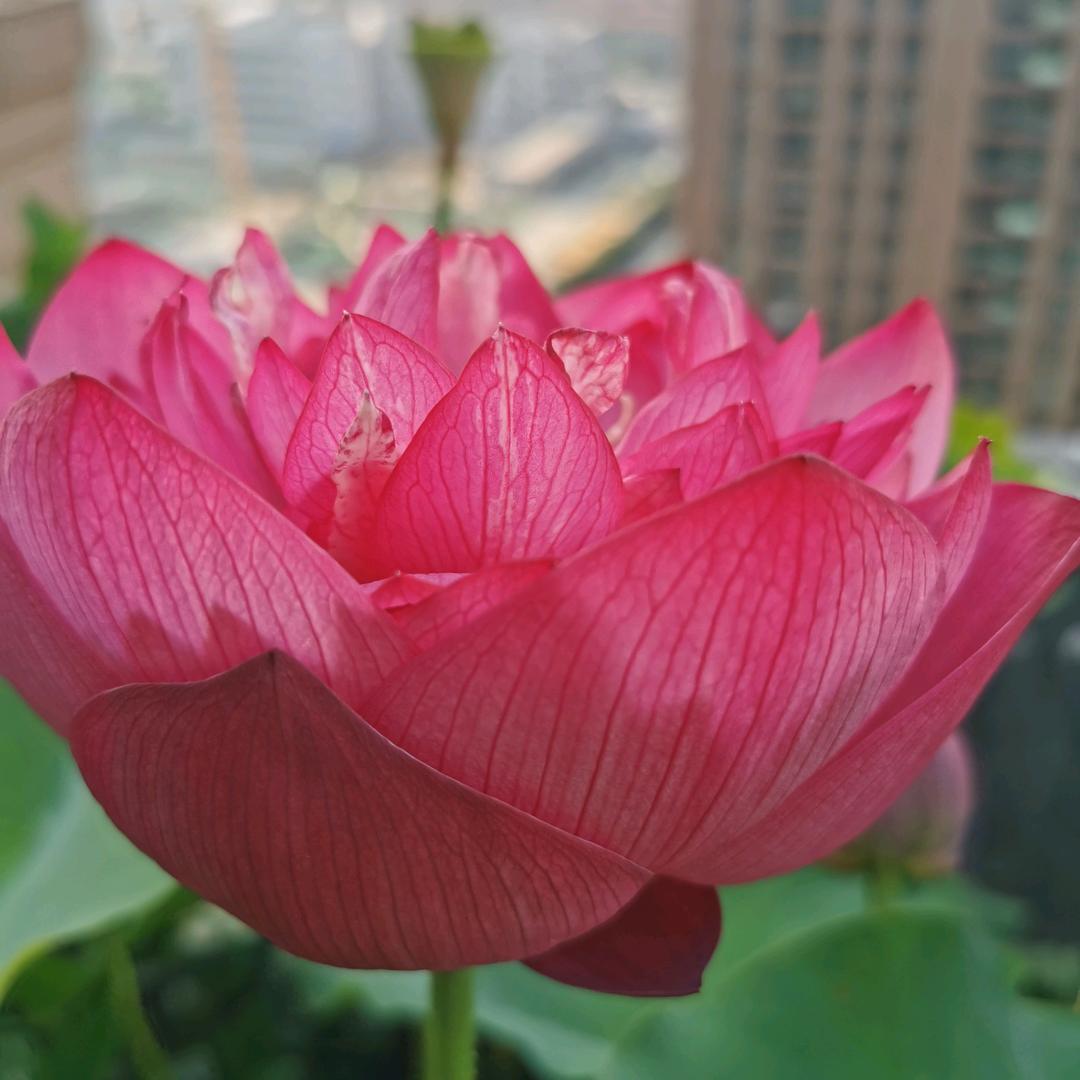 滿天繁星