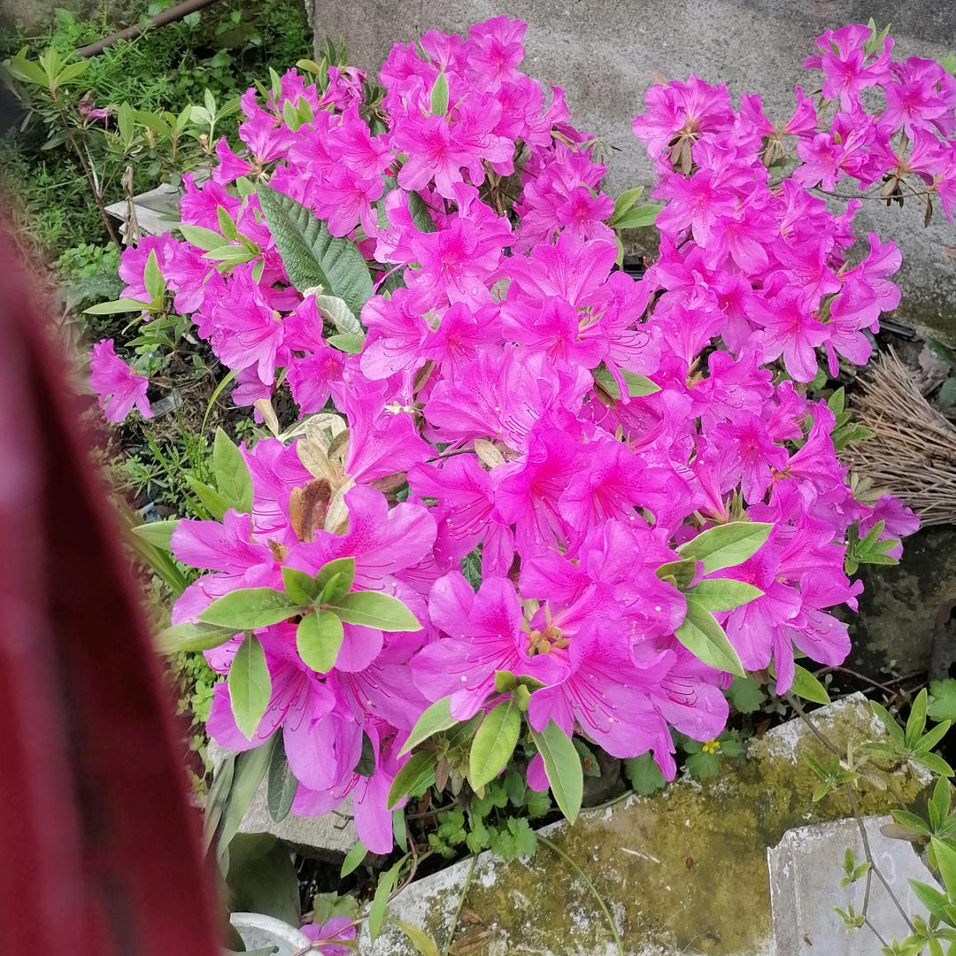 谢妹子