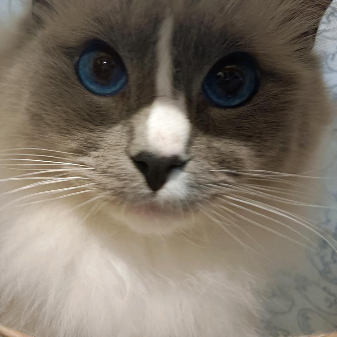 墨西哥玉米煎饼