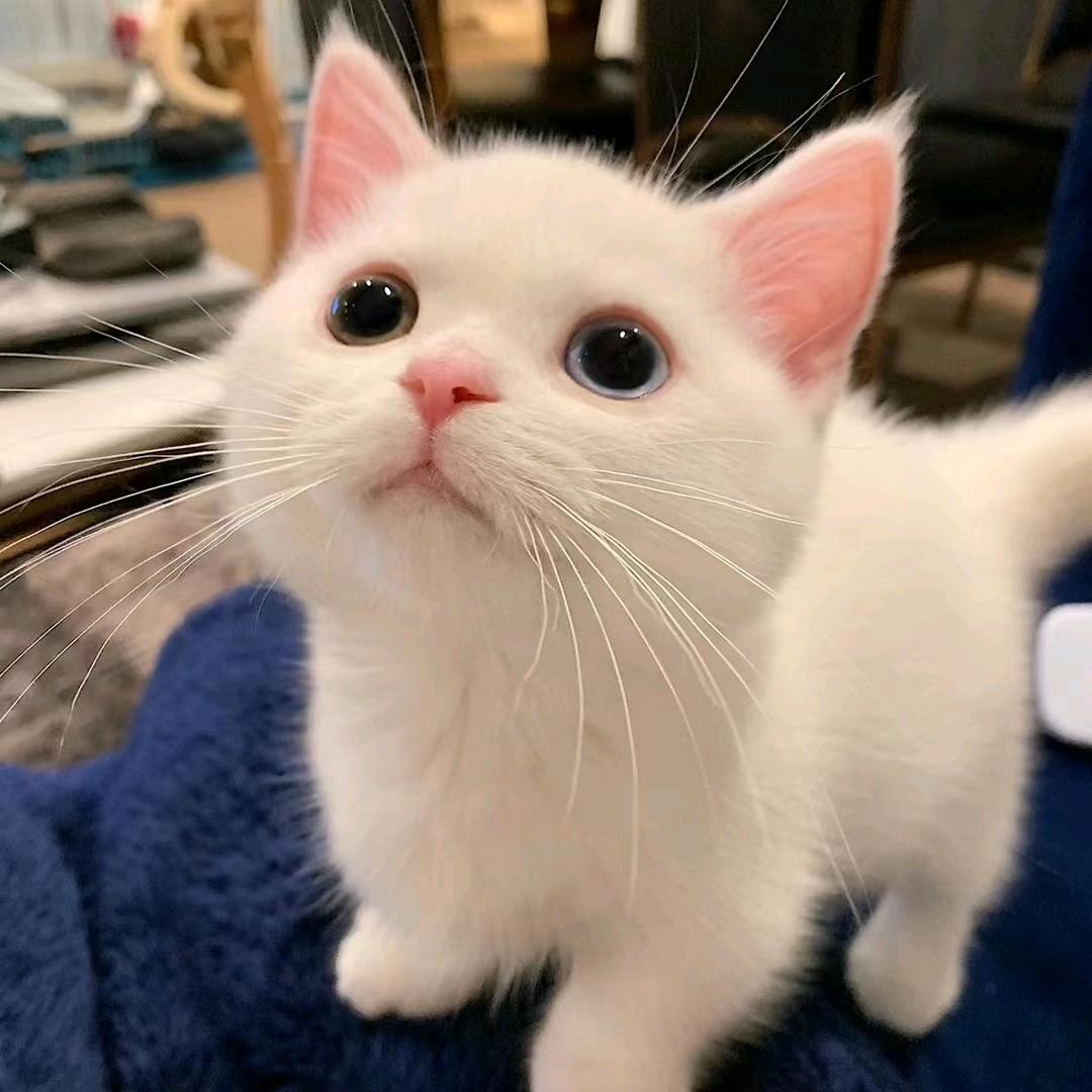 梅家三少