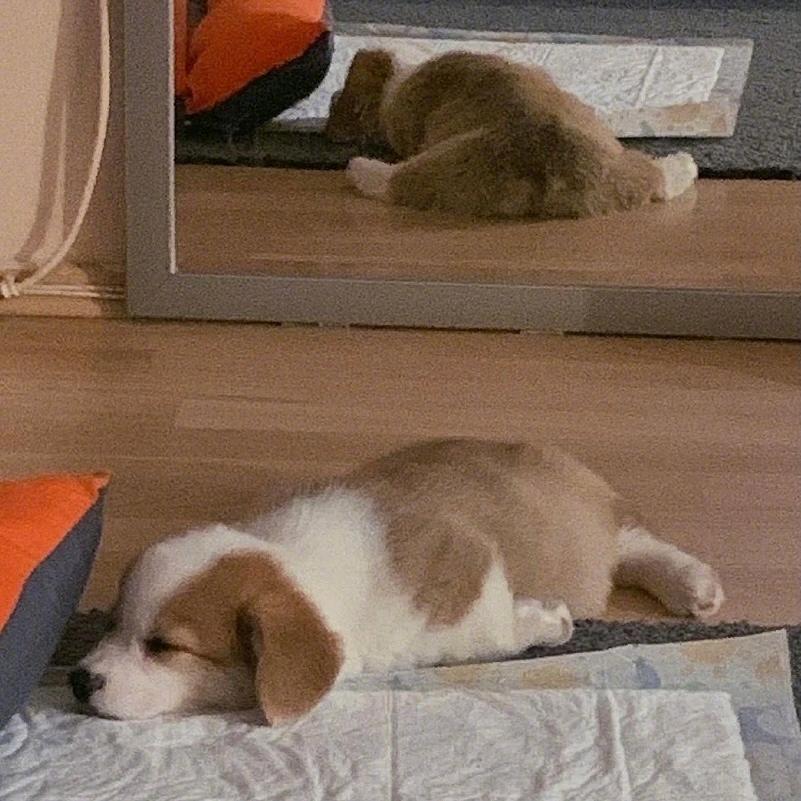 生菜不想吃杨絮