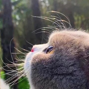 只缘感君一回顾