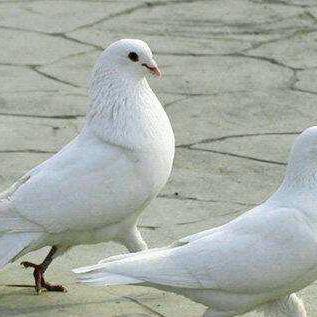 小宝