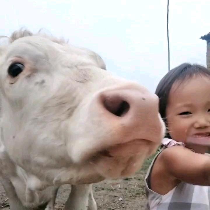 淮南肉牛养殖基地