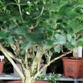 小胖子的茉莉直播间