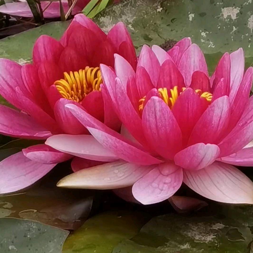 顺其自然(￣o￣) . z Z