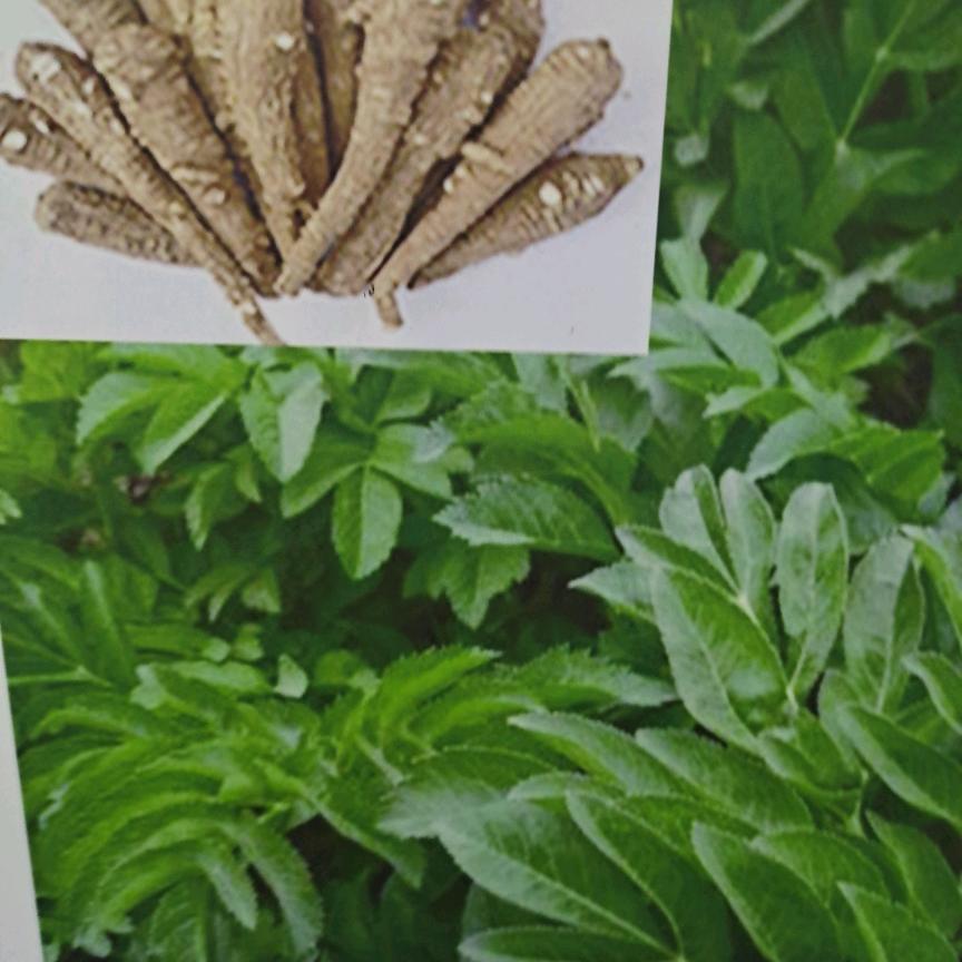 昌羽药业有限公司
