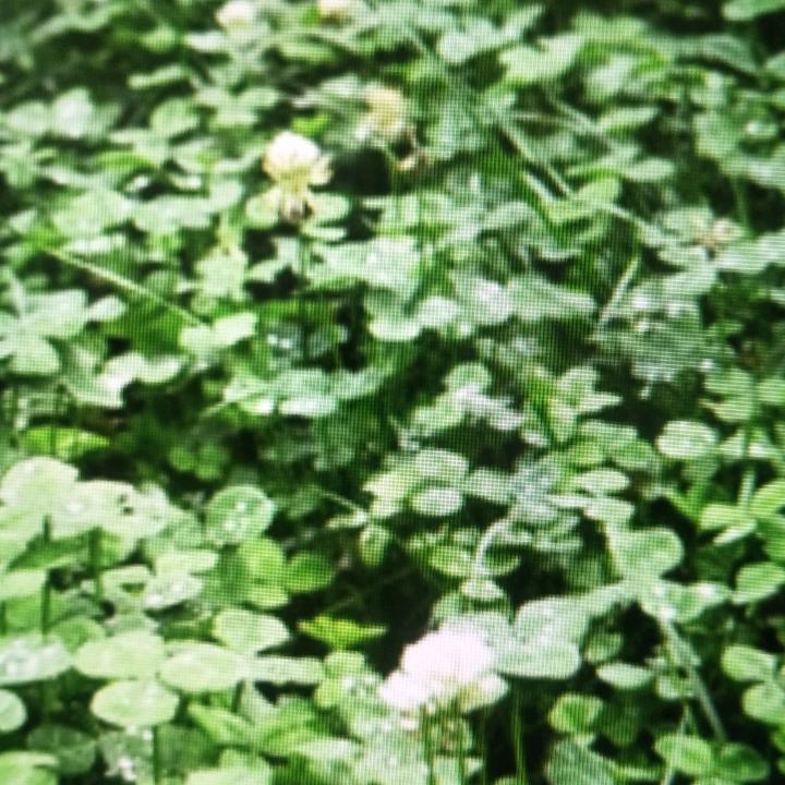 小叶子