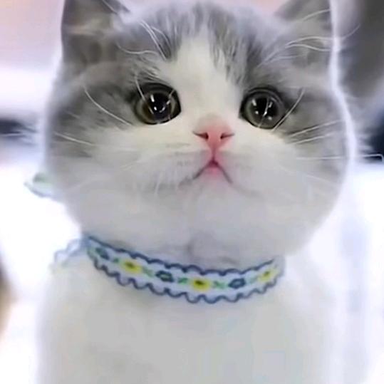 莹莹