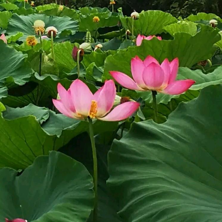 明