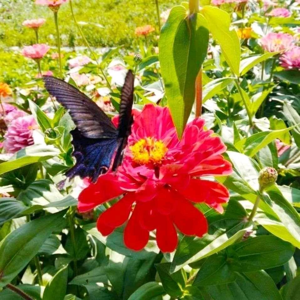 花语（手机摄影）