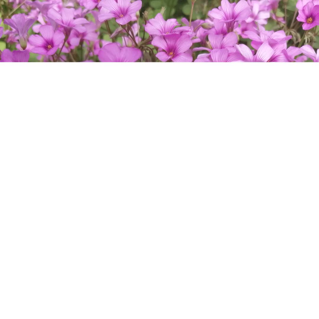 景宏荟-春华秋实