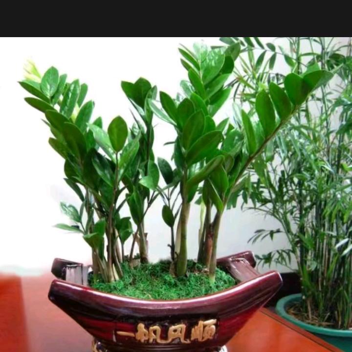 家在东北