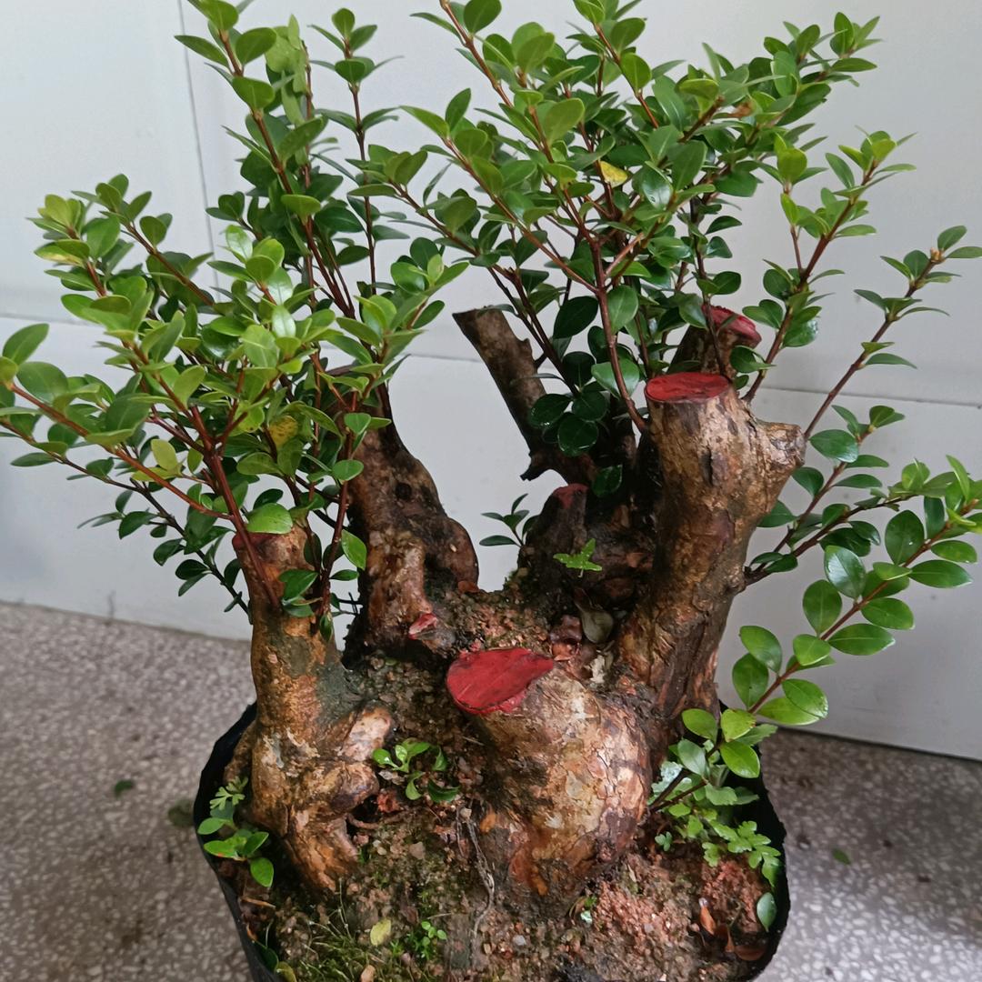 艺之园天然生态盆景