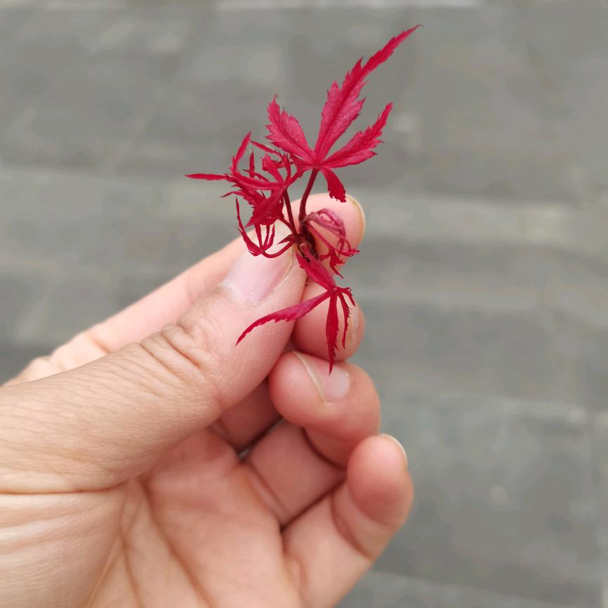 婷妈
