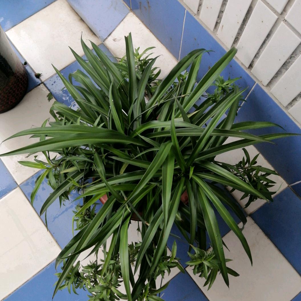 苹果轩宇