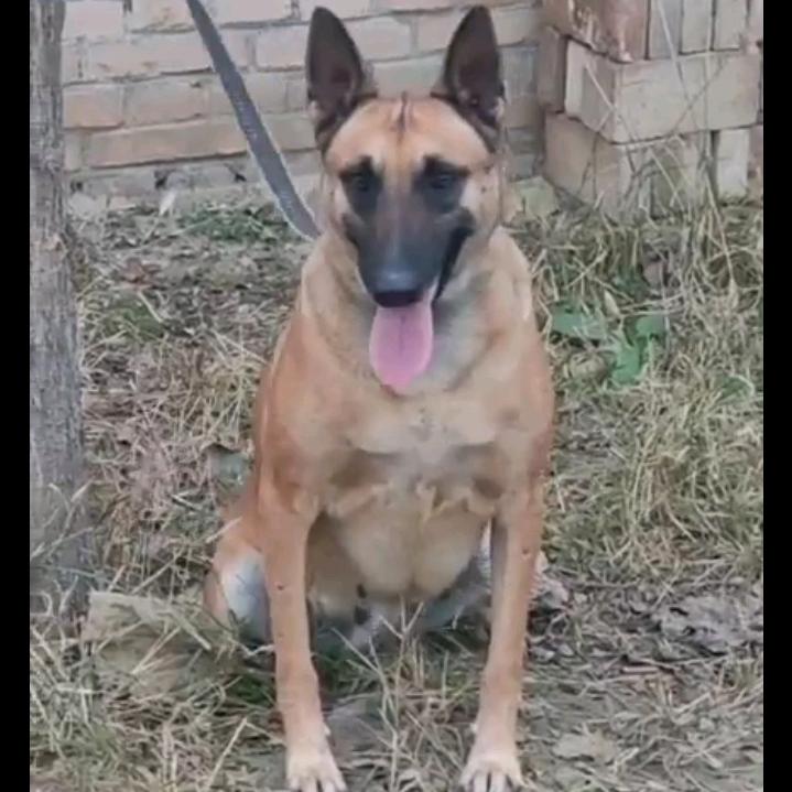 运城马犬庄园