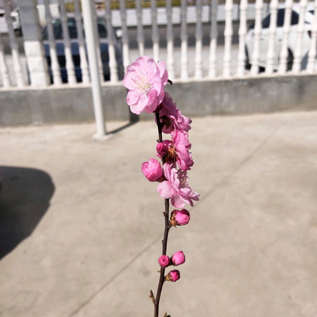 瑞红