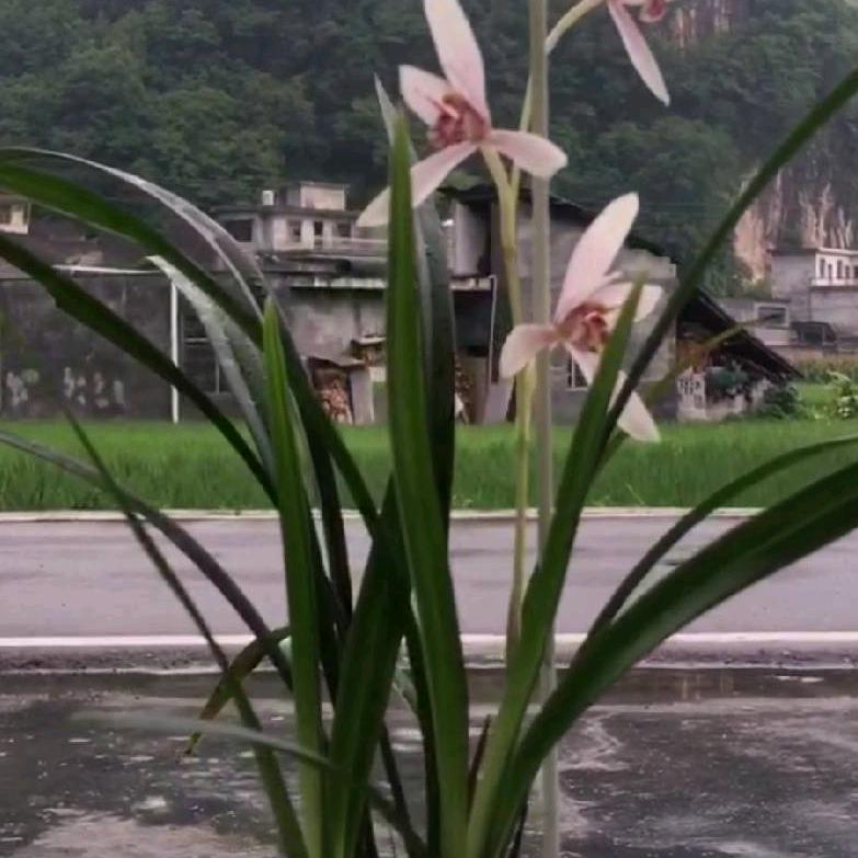 小小花农