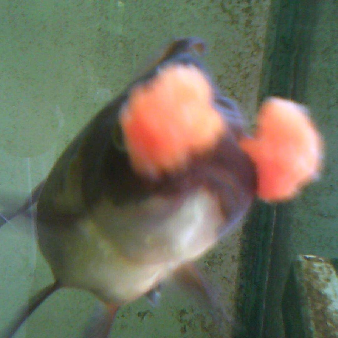 🇨🇳干勾于的鱼🐠