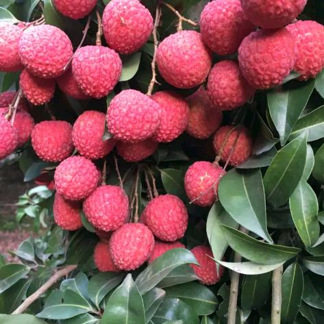 真实（胖磊果业）