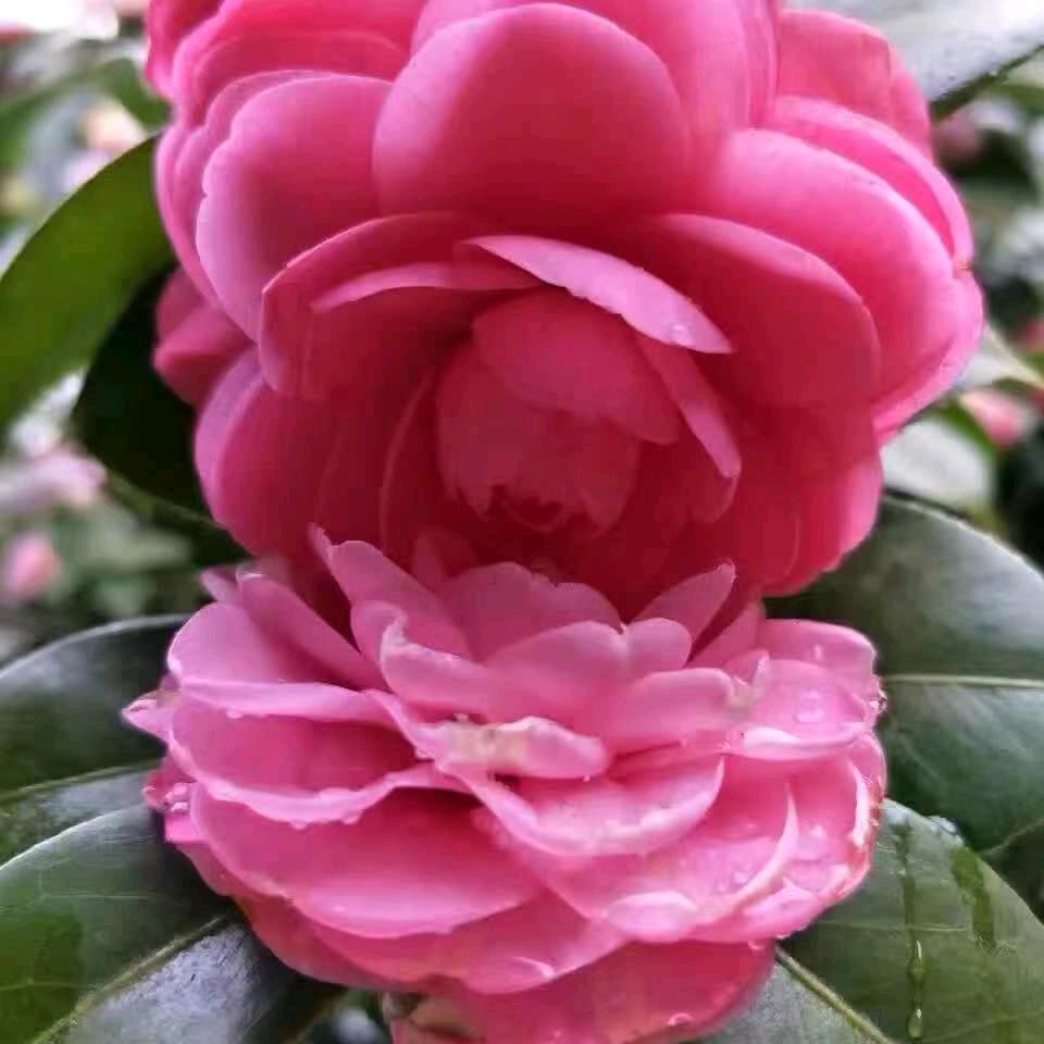 百荷花