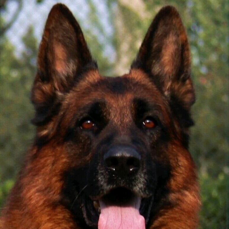 CSV德牧～马如龙