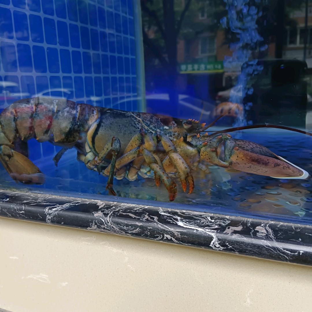 发哥