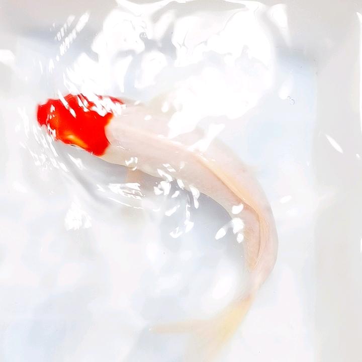 师太你好！