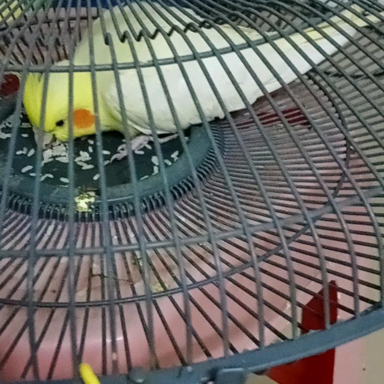 唐河大方庄