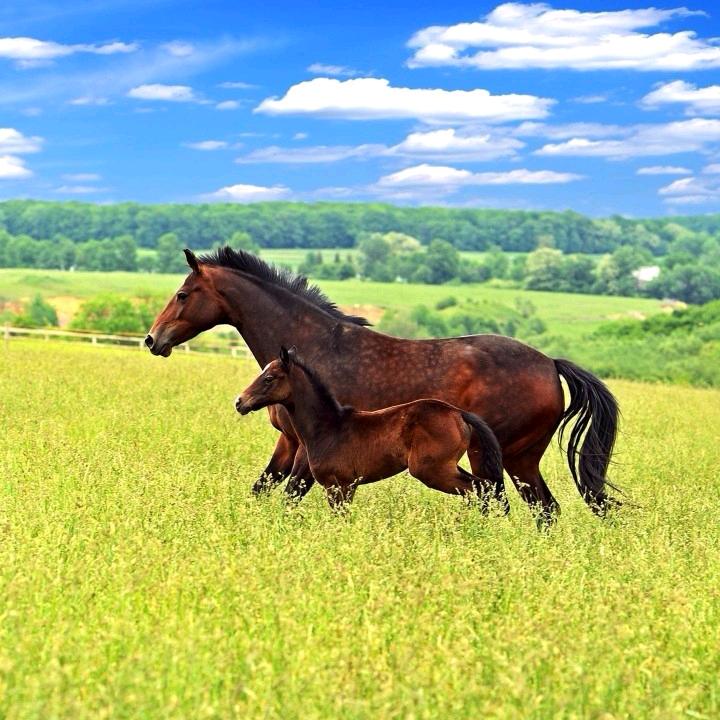 单匹的🐴老四（恨）