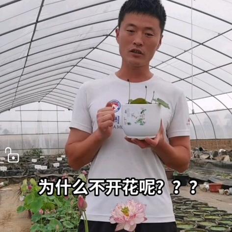 耿飞花卉 荷花碗莲睡莲（荷羽园艺）