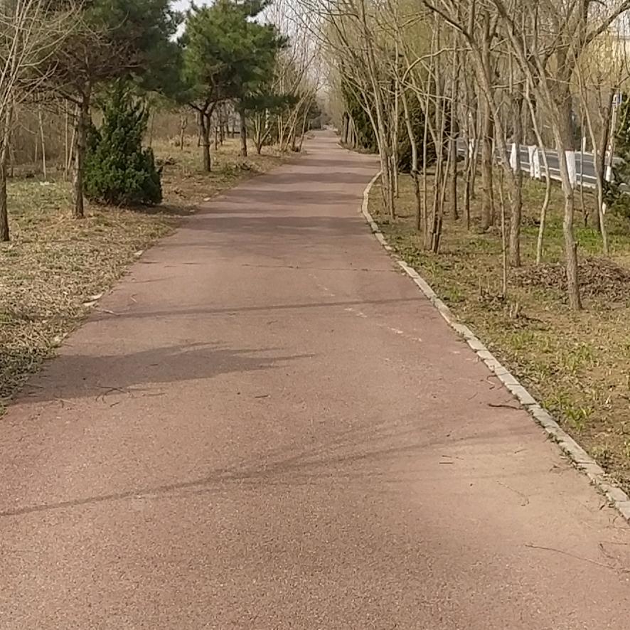 悠闲的森林