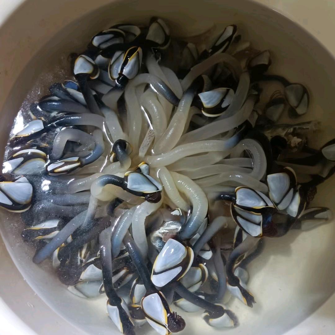 黑色的果实