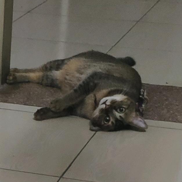 我的猫属猪