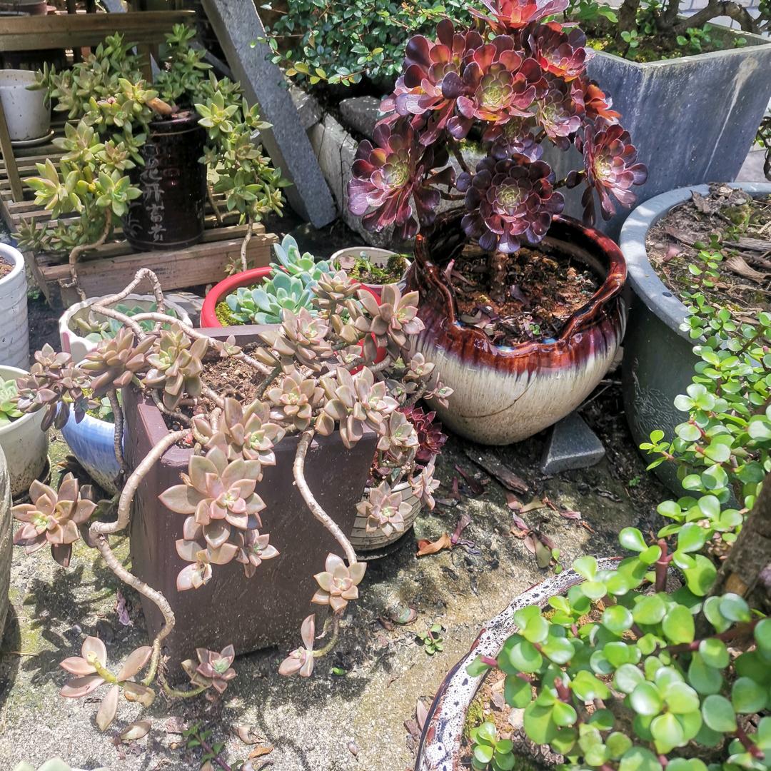 顺利哥