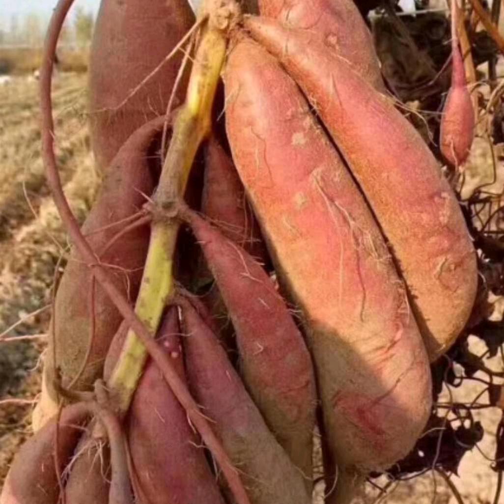 尉氏县惠禾润种植合作社